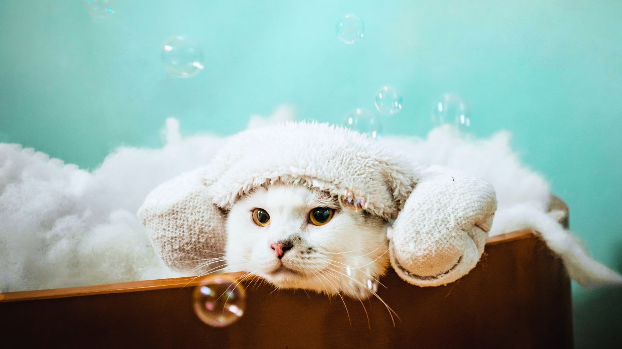 cat in a bath being groomed