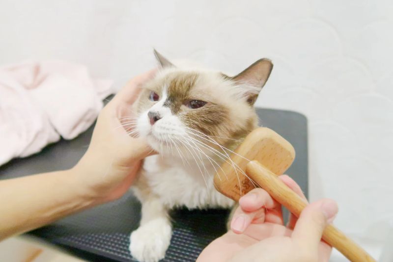 hey good cat (cat being brushed)