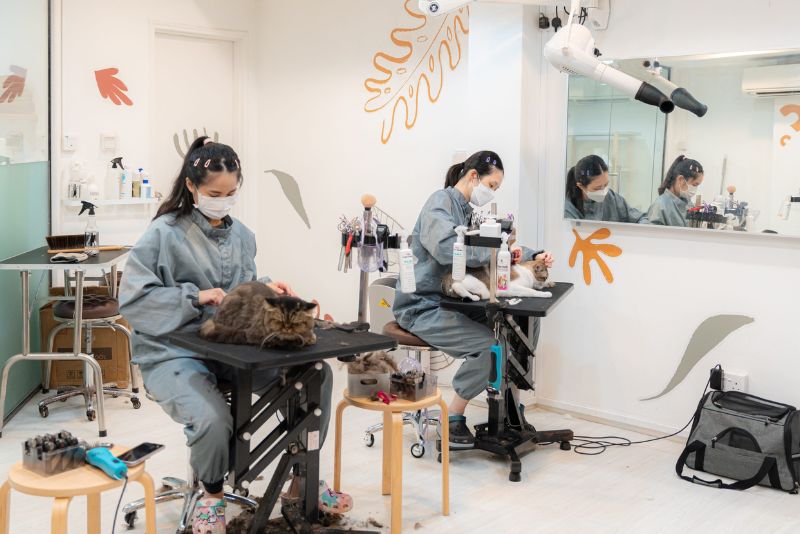 Nekomori cat saloon (groomers grooming cats)